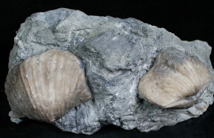 Pair Of Platystrophia Brachiopod Fossils #5767
